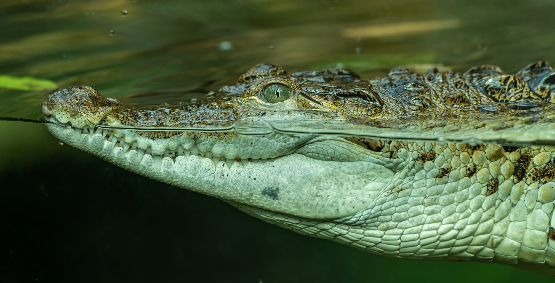 Crocodile attack video reveals worst moments of survival