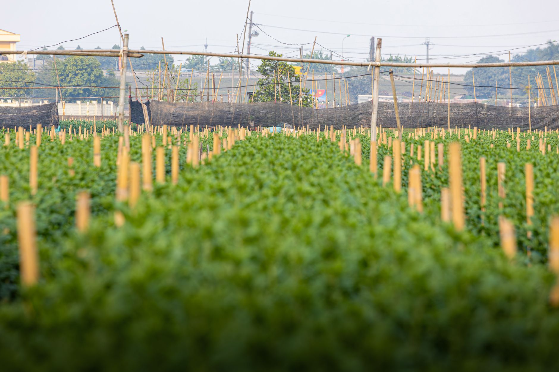 Stake Acquisition AVI Products: A Proven Opportunity